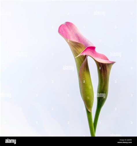 Calla Lily Seeds Hi Res Stock Photography And Images Alamy
