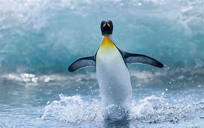 Penguin Wallpapers Animals Move Jumping Running Penguine