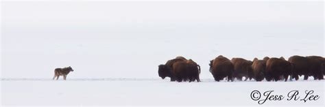 Bison Photo Gray Wolf Brown Bear Wildlife Photography Yellowstone