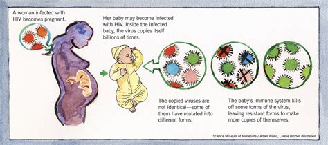 Hiv Evolving Inside An Infected Baby Biology Of Humanworld Of Viruses