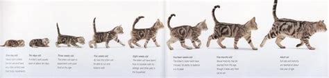 How To Age A Kitten Visual Guide Kitten Adoption Kitten Age Chart Kitten Growth Chart