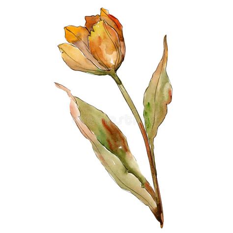 Orange Tulip Floral Botanical Flower Isolated Tulip Illustration