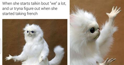 Persian cats are simple to cre for, but require lots of attention. 15 Hysterical Persian Cat Room Guardian Memes That Will ...