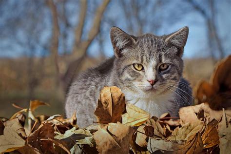 Autumn Farm Cat 1 Photograph By Nikolyn Mcdonald Pixels