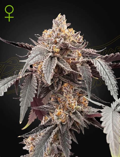 Guava X Gelato 41 Auto Cannabis Seeds By Green House Seeds