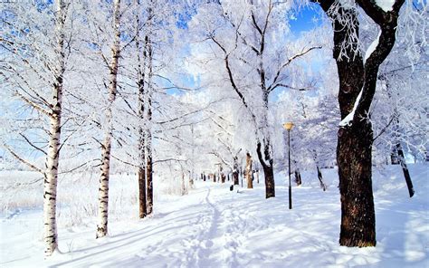 Wallpaper Trail Trees Snow Frost Day Winter 1920x1200 Goodfon