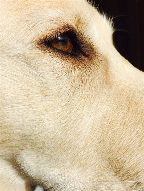 Pin By Branka🌿 On Aesthetic Corgi Dogs Doggo