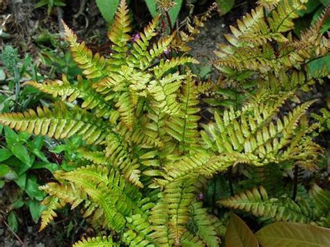 Dryopteris Erythrosora Copper Shield Fern Ferns Plants