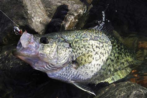 The 10 Best Crappie Lures Of 2023