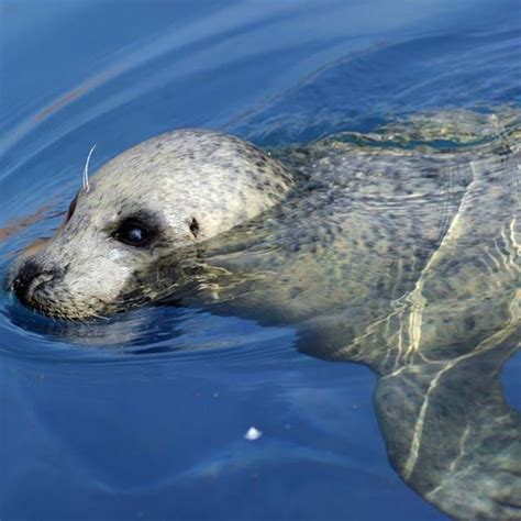 Breed Rescue Protect Sea Lifes Animal Care Programme Sea Life