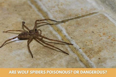 Are Wolf Spiders Poisonous Or Dangerous To Humans