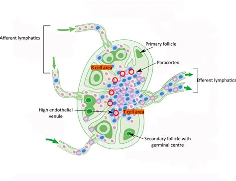 Anatomy Of The Immune System Pathologia