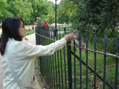 Wildlife Feeding Squirrels Hyde Park London Thriftyfun