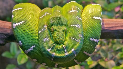 Snakes Hd Wallpapers Fun Animals Wiki Videos Pictures
