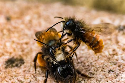 Wildbienen Paarung Foto And Bild Tiere Wildlife Insekten Bilder Auf Fotocommunity