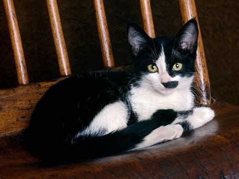 Black And White Tuxedo Cat Black And White Pinterest