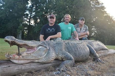 Another Record Gator Harvested In Mississippi 13 Feet 5 Inches And