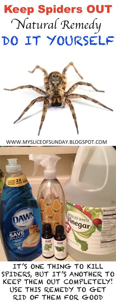 Diy Spider Killer Natural Remedy To Keep Spiders Out Of Your Home For