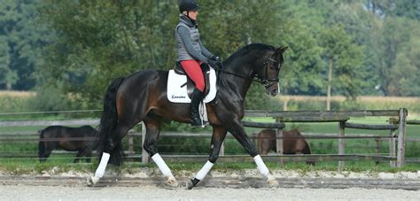 There's some variation in the definition of a player in dating, but the general consensus is that it's a person who doesn't want to commit but makes his partner believe he does. The Real Definition of Impulsion in Dressage