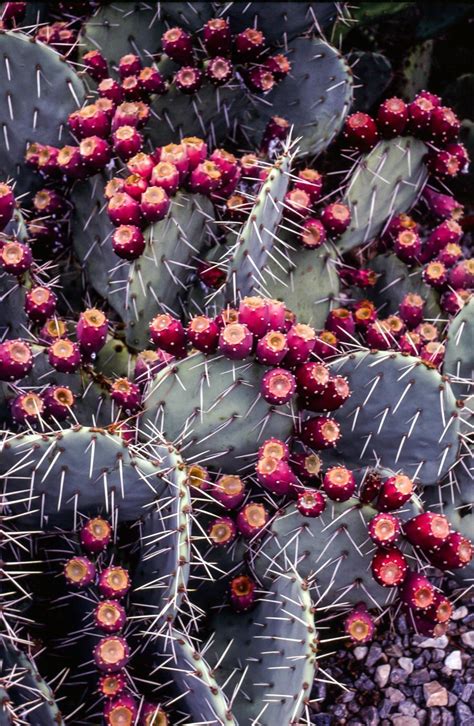 Download 37 prickly pear cactus free vectors. Get Free Stock Photos of Prickly pear fruits on cactus ...
