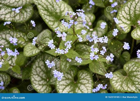 Brunnera Jack Frost Planted Together With Hostas In Shady Garden