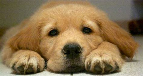 If you're facing hot weather. How To Train A Puppy Their Name - Totally Goldens