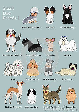 General types of such felines with photos, description and pecularities. Group of small dogs breeds hand drawn chart, with breeds ...