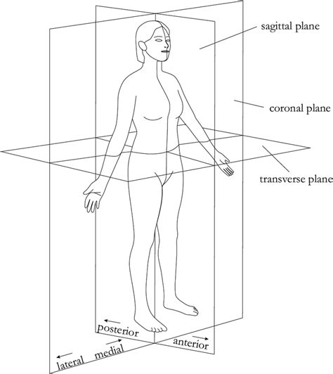 Figure E Illustration Of The Planes Describing The Human Body That