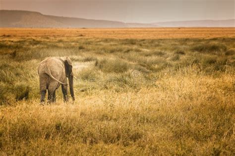 Lonely Elephant In The Savannah Of The Serengeti Looking Out For Some