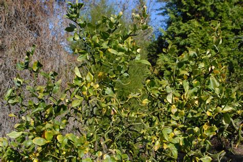 Citrus trifoliata (Hardy Orange, Trifoliate Orange) | North Carolina ...