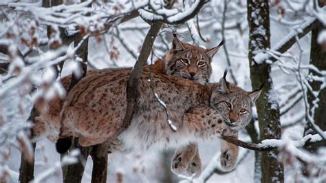 Animals Mammals Snow Trees Bobcat Wallpapers Hd