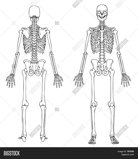 Human Skeleton Front Image And Photo Free Trial Bigstock