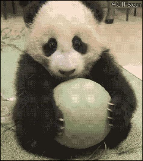 Pandas GIF Find Share On GIPHY