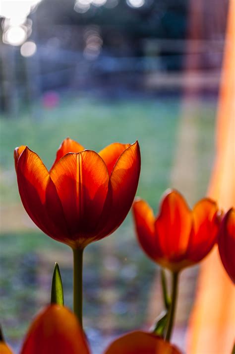 Fotos Gratis Pétalo Florecer Tulipán Naranja Flora Dentado De