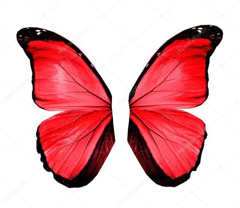 Red Butterfly Wings Isolated On White — Stock Photo © Suntiger 17420737