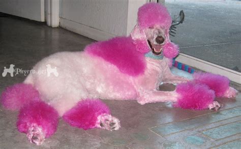A mustache can also be left around the nose if an owner wishes. Fuchsia Poodle! - Poodle Forum - Standard Poodle, Toy ...