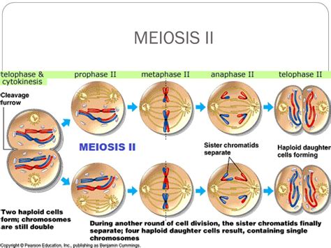 meiosis genetic recombination in eukaryotes meiosis two major phases of meiosis occur