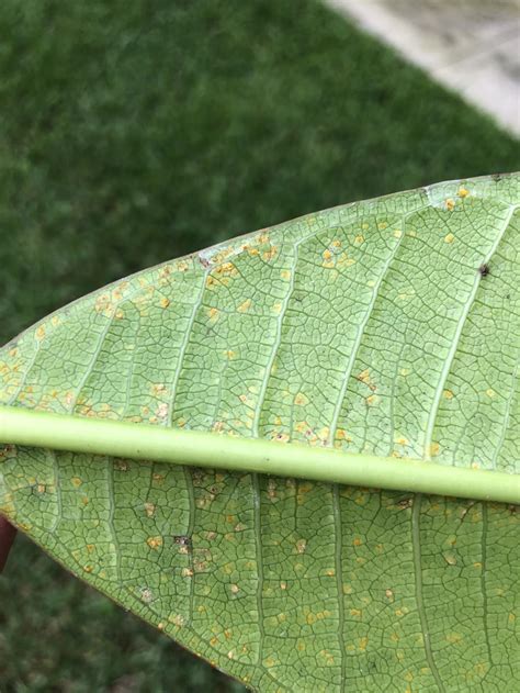 For treatment and prevention of plumeria rust on the leaves use could use a fungicide with bayleton in it. Plumeria forum: Solution for Rust - Garden.org