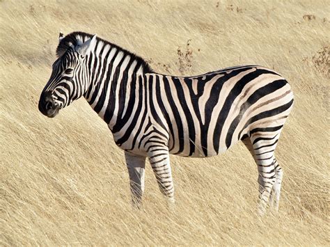 What Color Are Zebras Hudsonalpha Institute For Biotechnology