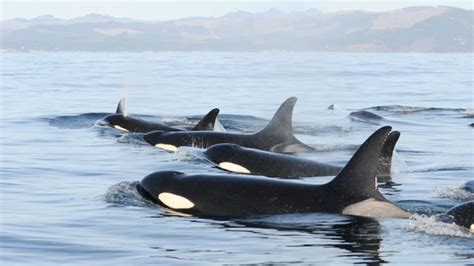 Return Of The Orcas Southern Resident Pod Spotted In San Juan For