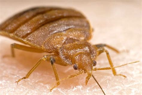 How Do You Get Bed Bugs In Your Bed Bed Bugs Pest Control