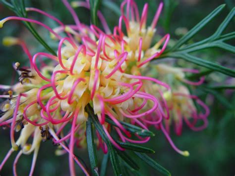 Australian Bush Flower Essences Little Haven Palliative Care And Cancer Support