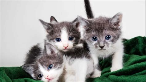 Pacc Urges The Public To Leave Newborn Kitten Litters In Their Place