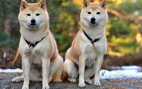 Two Dogs Akita Inu Wallpapers And Images Wallpapers Pictures Photos