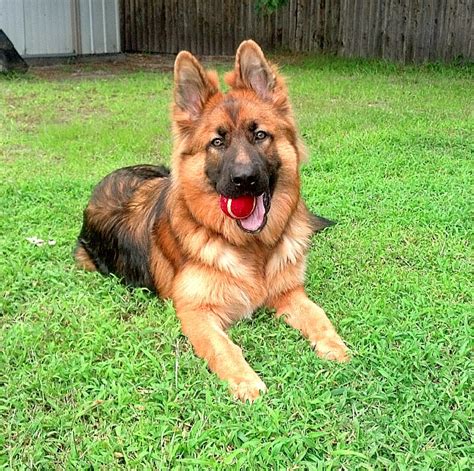 With these pups pedigree and back ground they should do well in both the show and ipo ring or make exceptional family dogs with brains & beauty for the ultimate family companion and protector. Coat Colors & Lengths - Rehoboth Long Coat German Shepherd ...
