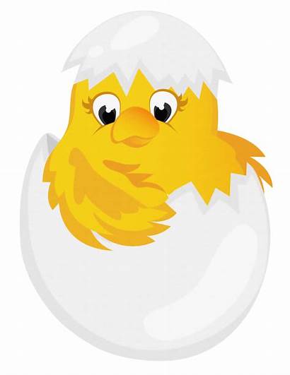Egg Easter Chicken Clipart Transparent Paques Chick