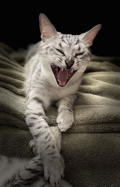 Laughing Cat Yawning Funny Free Photo On Pixabay Pixabay
