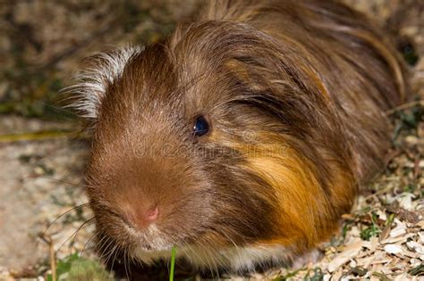 Closeup Of A Cheeky Guinea Pic Cavia Porcellus Stock Image Image Of