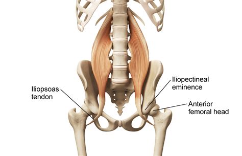 Hip Muscles Diagram Muscles Of The Lateral Hip And Thigh Of Dendrolagus Psoas Major