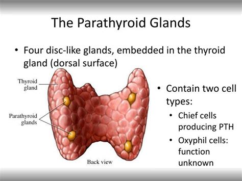 Anatomy Of Parathyroid Glands